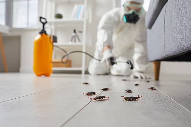 Affordable Termite Control solutions in St. Clair, MI